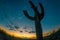 Saguaro Cactus in Arizona desert at dusk.