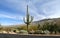 Saguaro cactus by Arizona desert road