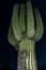 Saguaro Cactus in arizona at night