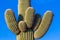 Saguaro Cactus Arms
