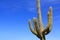 Saguaro Cactus with Arms and Blue Sky Copy Space