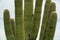 Saguaro cactus arms with many deep green ridges and visible spikes on surface exterior with white sky background
