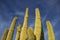 Saguaro Cactus arms soaring to the Arizona blue sky