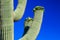 Saguaro Cactus in Bloom, Arizona