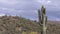 Saguaro Cactus in Bloom Zoom In