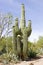 Saguaro Cactus Blooming