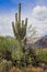 Saguaro Cactus Blooming Sabino Canyon Tucson Arizona