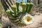 Saguaro Cactus Blossoms