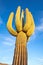 Saguaro cactus and blue sky