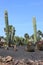 Saguaro Cactus on a botanical garden