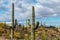 Saguaro Cactus At Browns Ranch Preserve in Scottsdale