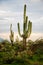 Saguaro Cactus Cacti Arizona Desert