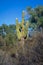 Saguaro Cactus Carnegiea gigantea