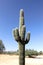 Saguaro Cactus (Carnegiea gigantea)