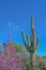 Saguaro Cactus Carnegiea Gigantea at Boyce Thompson Arboretum. Superior, Pinal County, Arizona USA