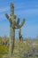 A Saguaro Cactus (Carnegiea Gigantea) in the Estrella Mountain Regional Park, Goodyear, Maricopa County, Arizona USA