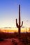 Saguaro cactus Carnegiea gigantea stands out against an evening sky, Arizona, United States