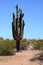 Saguaro Cactus cereus giganteus