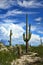 Saguaro Cactus cereus giganteus Sonora Desert