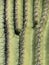 Saguaro Cactus, close up details