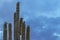 Saguaro Cactus Close Up Soaring Into Sky