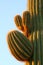 Saguaro cactus closeup at sunrise