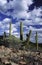 Saguaro cactus country in Arizona