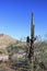 Saguaro Cactus with Damaged Trunk in Dreamy Draw Desert Preserve, Phoenix, AZ