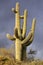 Saguaro Cactus and a dark stormy sky