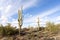 Saguaro cactus in desert