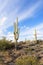 Saguaro cactus in desert