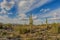 Saguaro cactus in desert