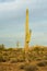 Saguaro cactus in desert