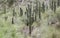 Saguaro Cactus desert mountains, Colossal Cave Mountain Park, Arizona