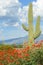 Saguaro Cactus in the Desert in Springtime
