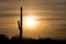 Saguaro cactus in desert at sunset