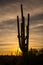 Saguaro cactus in desert at sunset