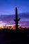 Saguaro cactus in desert at sunset