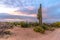 Saguaro Cactus Desert Sunset Landscape Panorama