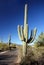 Saguaro cactus on a dirt road