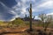 Saguaro Cactus and Distant Superstition Mountains in Lost Dutchman State Park Arizona