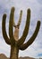 The Saguaro cactus dominate the Sonoran desert.