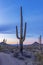 Saguaro Cactus At Dusk In the Desert