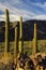 Saguaro Cactus, Estrella Mountain Wilderness, Arizona