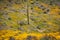 A saguaro cactus in a field of Mexican poppies on a bright sunny spring day