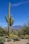 Saguaro Cactus and Flowers