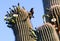 Saguaro Cactus flowers with Grackle