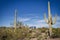 Saguaro cactus frame a vintage Airstream travel trailer