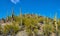 Saguaro cactus growing along King Canyon Wash in Saguaro National Park, Tucson Arizona