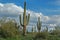 Saguaro Cactus Horizontal